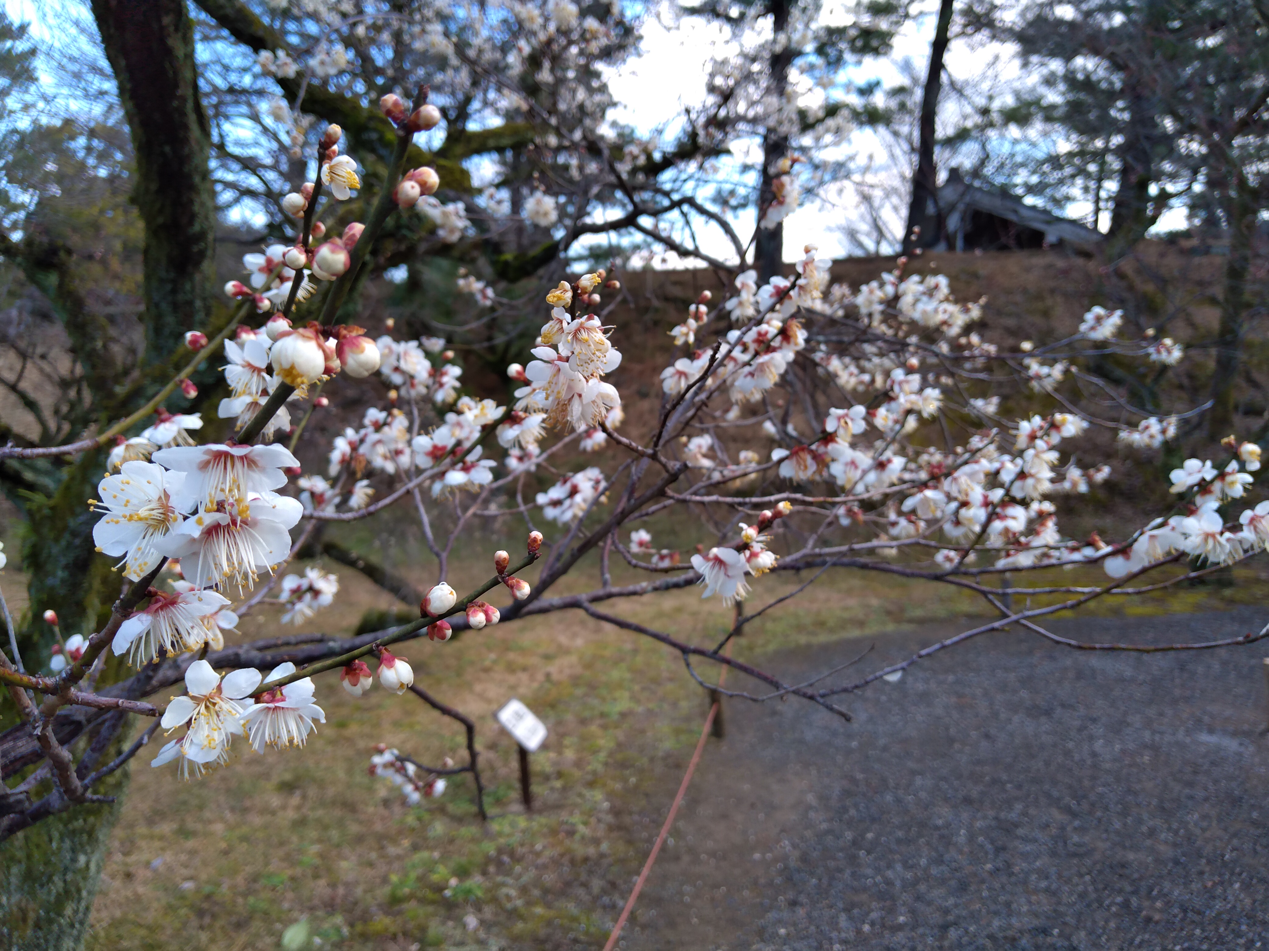 Bild von Japan