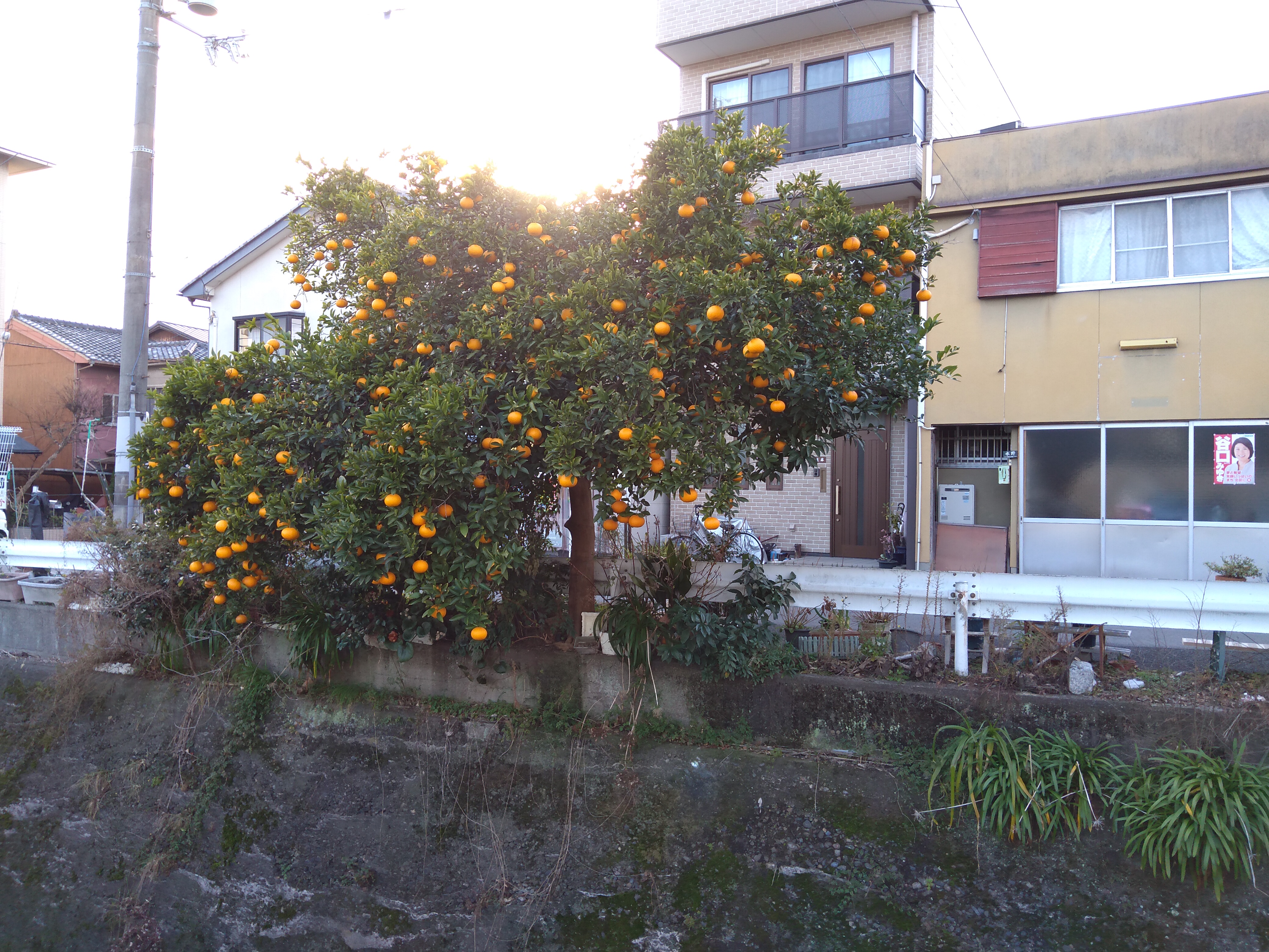 Bild von Japan
