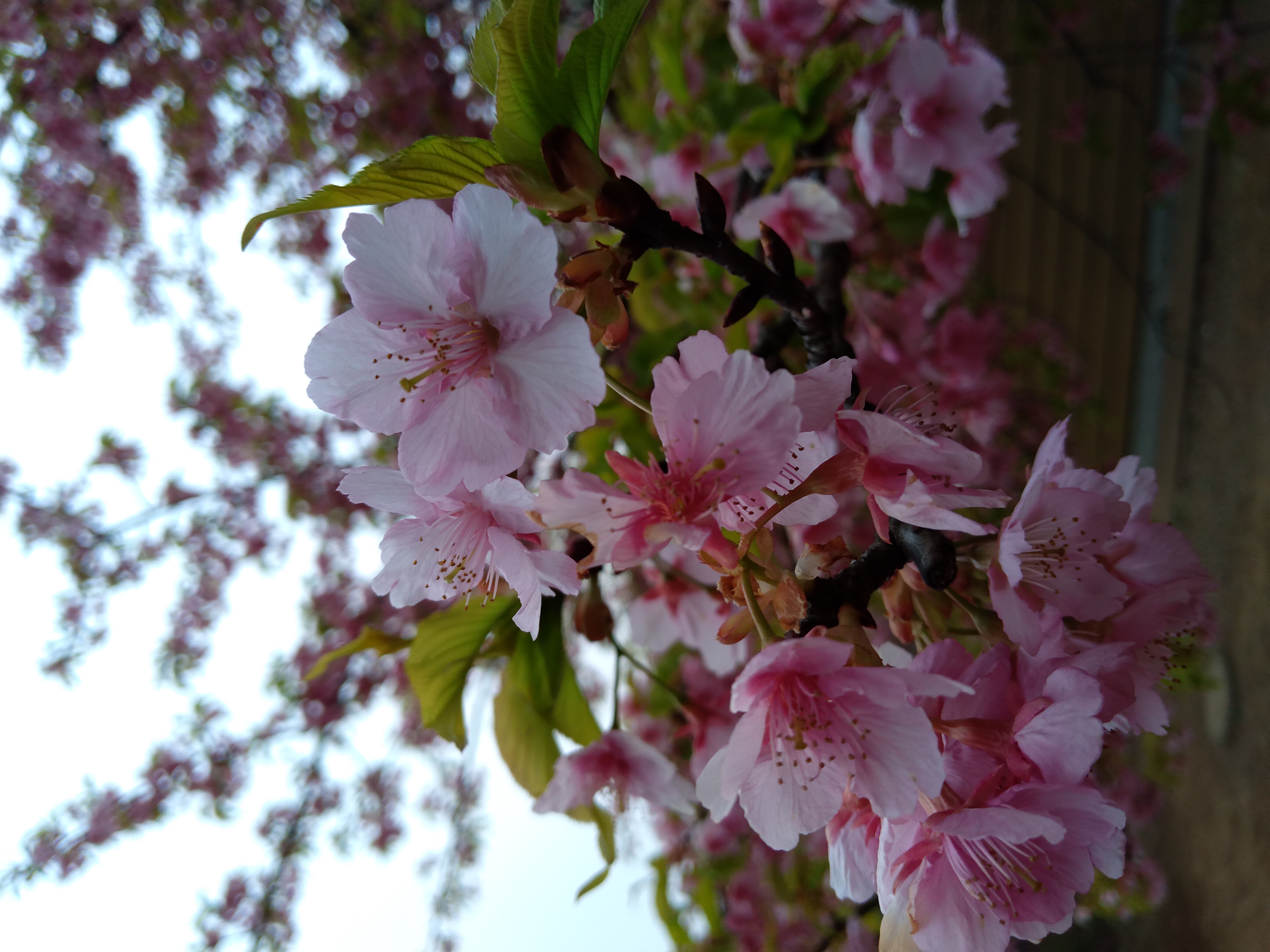 Bild von Japan